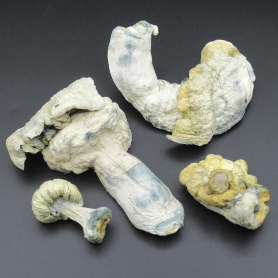 Magic Mushrooms - Falkor