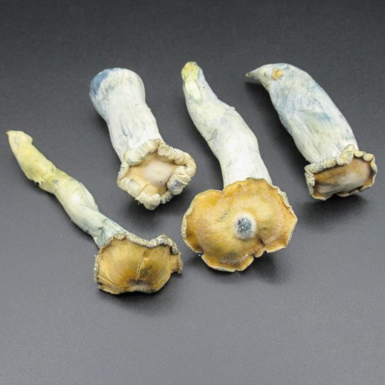 Magic Mushrooms - Toque (Freeze Dried)