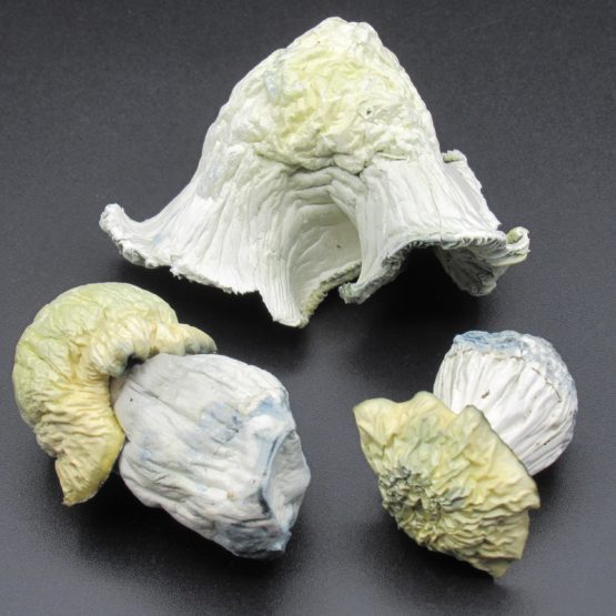 Magic Mushrooms - White Dwarf