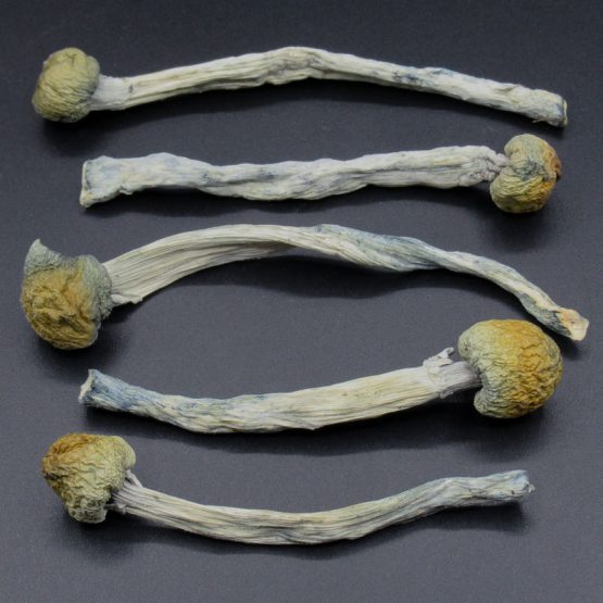 Magic Mushrooms - Blue Meanies
