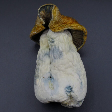 Magic Mushrooms - Gold Member