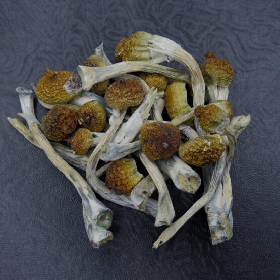 Magic Mushrooms-Golden Teachers