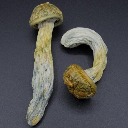 Magic Mushrooms - Amazonian