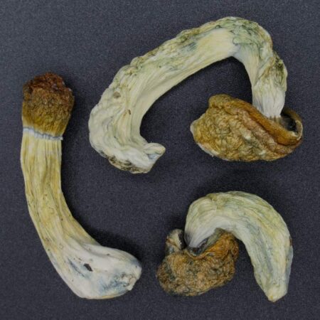 Magic Mushrooms - Blue Meanies
