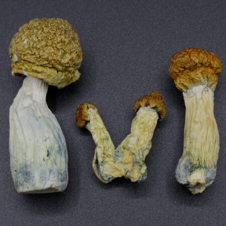 Magic Mushrooms - Cuban
