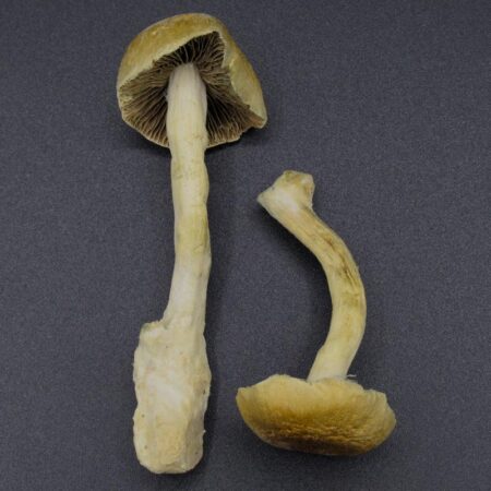 Magic Mushrooms - Golden Teachers (Freeze Dried)