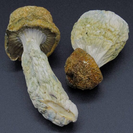 Magic Mushrooms - Makilla Gorilla