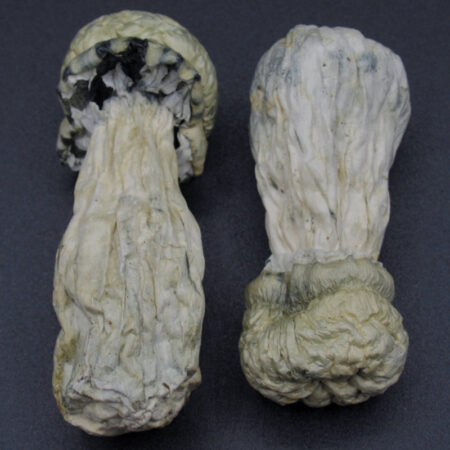 Magic Mushrooms - SV13