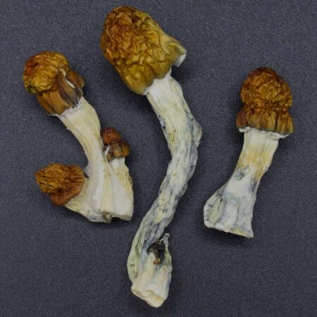 Magic Mushrooms - Vietnamese