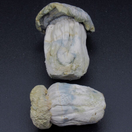 Magic Mushrooms - Albino Bluey Vuitton