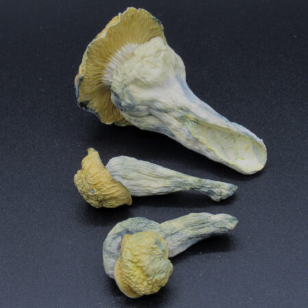 Magic Mushrooms - Creature 801