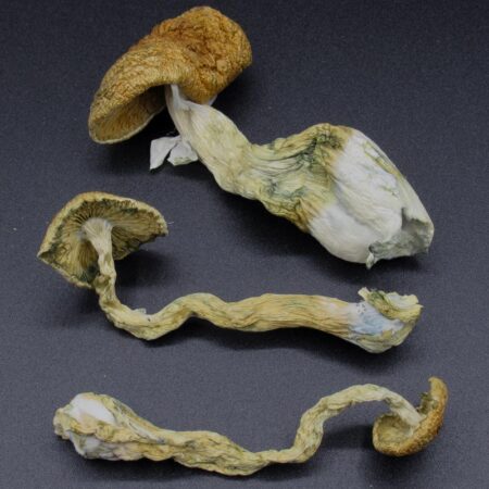 Magic Mushrooms - Full Moon Party