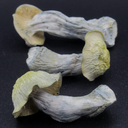 Magic Mushrooms - Flipper