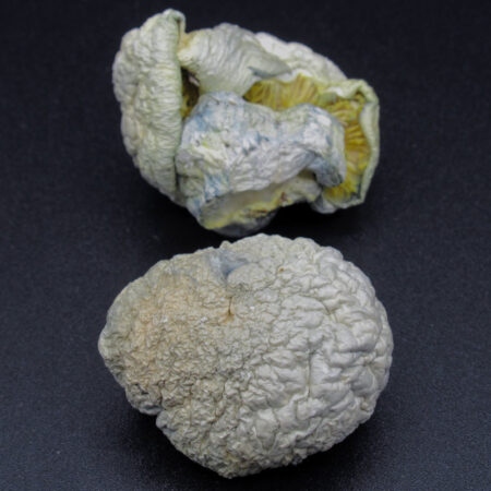 Magic Mushrooms - Iceberg