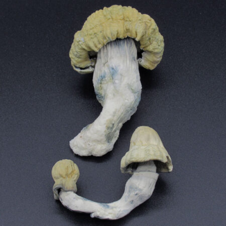 Magic Mushrooms - TAT Smurf