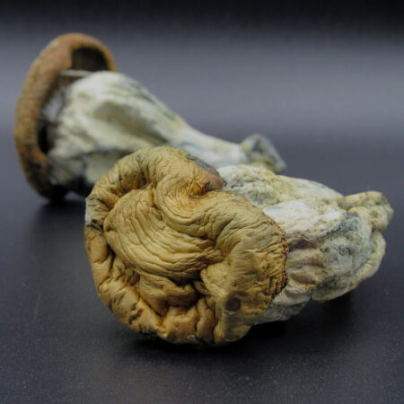 Magic Mushrooms - Squat Mac