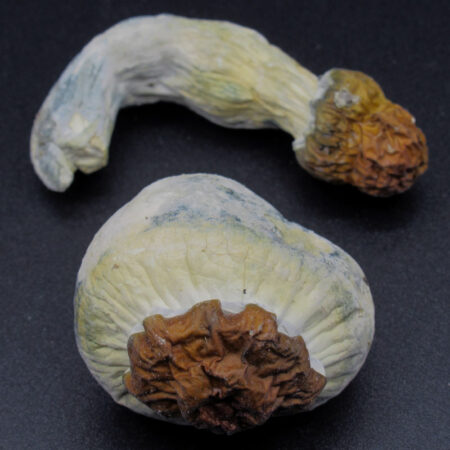 Magic Mushrooms - Texas Yellow Cap