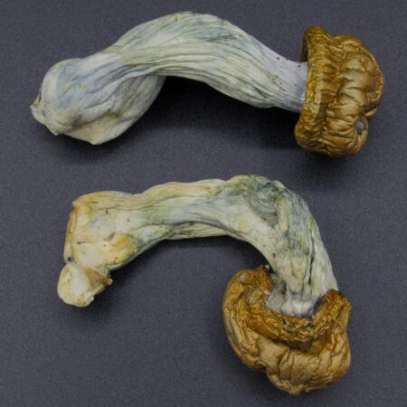 Magic Mushrooms - Tidal Wave