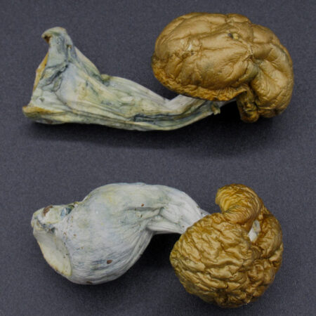 Magic Mushrooms - Trinity