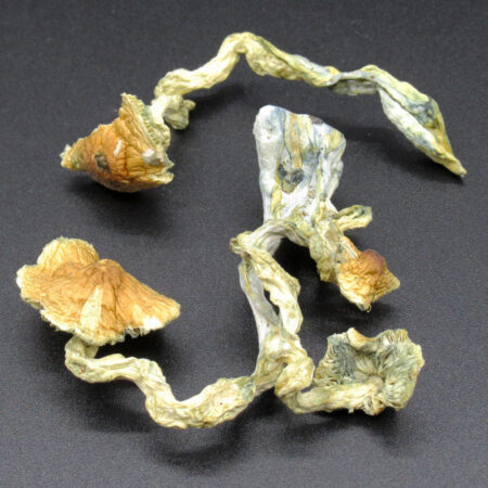 Magic Mushrooms - Golden Teacher