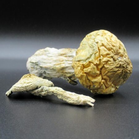 Magic Mushrooms - Thrasher PE