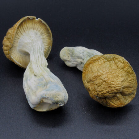 Makilla Gorilla - Magic Mushrooms