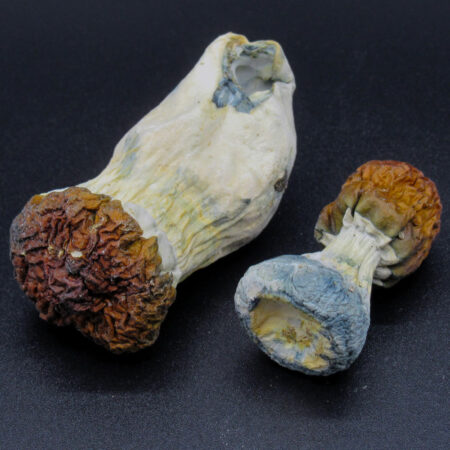 Texas Yellow Cap - Magic Mushrooms